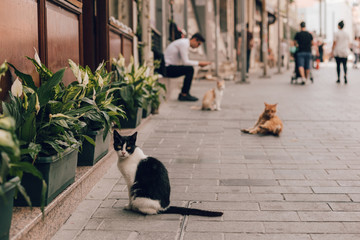 cats on the tourist street of Istanbul