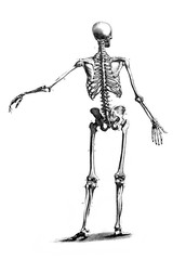 Skeleton from the back in the old book The Encyclopaedia Britannica, vol. 1, by C. Blake, 1875, Edinburgh