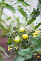 Ripe and unripe organic tomatoes growing in greenhouse