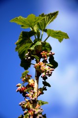 currant bloom, close-up detail of a small yellow-pink flower and young leaves on a branch of a currant bush growing in the garden on a background of blue sky. farming and growing organic products.