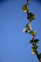 Closeup detailed of small yellow flower and young leaves on a branch of gooseberry bush growing in the garden against a blue sky background, young gooseberry bloom. farming and growing organic product