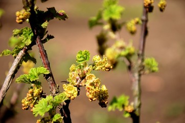 red currant blossom,
close-up detail of a small yellow flower and young leaves on a branch of a red currant bush growing in the garden on green background. farming and growing organic products.