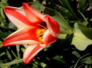 close-up of a large ripe open red and white tulip flower growing on a flowerbed on a green background.
