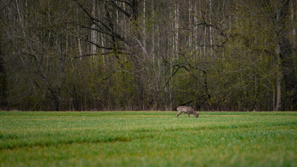 Young roe deers feeding on the agriculture field, early morning before sunrise (high ISO image)