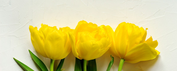 Colourful bright panoramic spring banner of fresh yellow tulips on white background. Close up petals