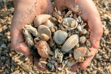 Seashells in the hands of a child, playing on a sandy beach. Discoveries of nature life. Happy vacation time near an ocean