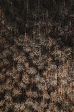 Forest from above, 