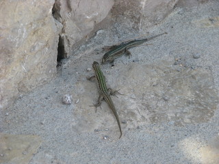 lizard on the stone