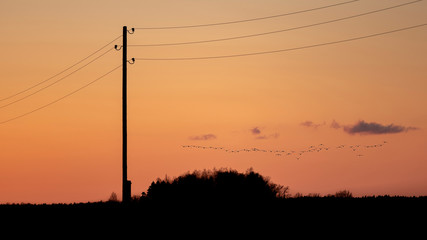 Power line silhouette with forest in foreground and flying birds in distance (high ISO image)
