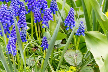 クマバチが花の周りを飛んで蜜を集めていた