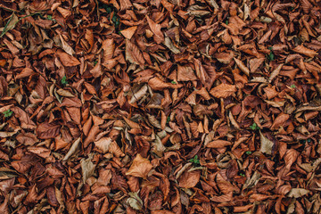 texture of dry brown leaves
