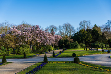 park spring outside natural trees flowers cherry