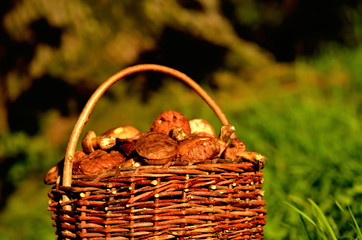 Close-up of basket full of edible mushrooms at sunset.