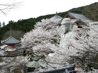 Cherry blossoms in full bloom of Tsubosaka Temple
