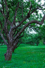 Green lawn in city park under sunny light