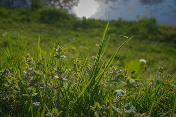 green grass in the wind