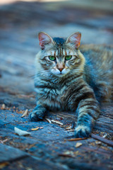 cat, animal, pet, kitten, cute, feline, domestic, fur, eyes, portrait, kitty, mammal, green, nature, face, young, grass, tabby, pets, eye, grey, whiskers, head, beautiful, wild