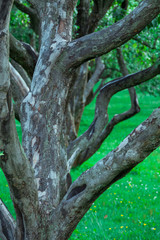 Green lawn in city park under sunny light