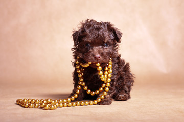 Little brown curly dog fashionista