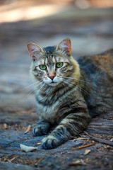 Obraz premium cat, animal, pet, kitten, cute, feline, domestic, fur, eyes, portrait, kitty, mammal, green, nature, face, young, grass, tabby, pets, eye, grey, whiskers, head, beautiful, wild