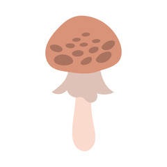 fungus plant amanite porphyria hand draw style