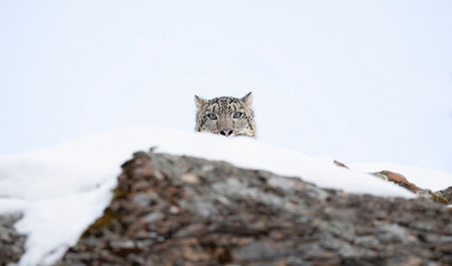 Snow leopard (Panthera uncia) peaking over the edge of a rocky cliff in winter