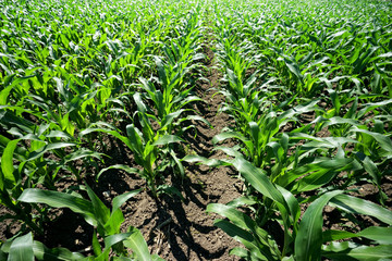 Close up agricultural corn field of countryside landscape in sunny day