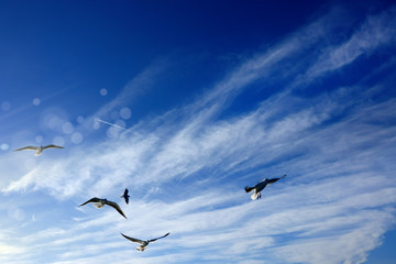 Close up flock of seagulls flying over blue sunny sky