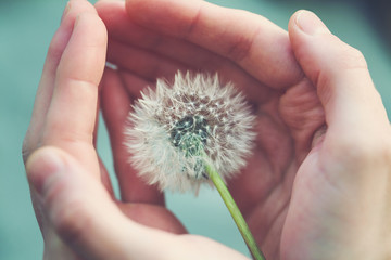 beautiful fluffy dandelion flower in girl's hands, care, protection, wishes and dreams concept,...