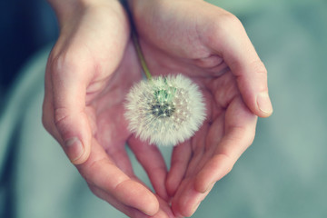 beautiful fluffy dandelion flower in girl's hands, care, protection, wishes and dreams concept, spiritual soul - obrazy, fototapety, plakaty
