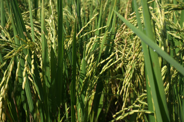 Close up of yellow green rice field with selective focus.     