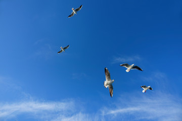 Fototapeta premium Close up seagulls flying over blue sunny sky