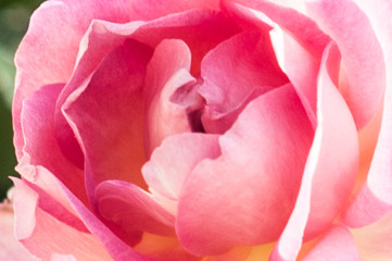 close up of a natural pink rose.