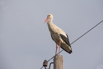 White stork on a pole. Stork in the wild. Beautiful birds. Wild birds storks. © Artur Harutyunyan