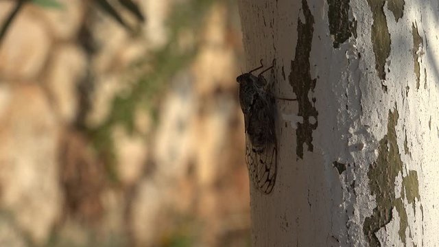 4K Horsefly, Gadfly, Insect, Fly, Flyer on Tree Lefkada Greece, Dangerous Botfly