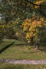 hawthorn tree with yellow leaves and red fruits in autumn, many fruits have fallen down the cobblestone path
