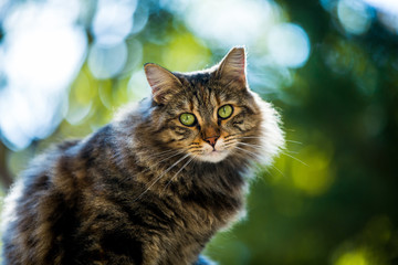 cat, animal, pet, kitten, cute, feline, domestic, fur, eyes, portrait, kitty, mammal, green, nature, face, young, grass, tabby, pets, eye, grey, whiskers, head, beautiful, wild