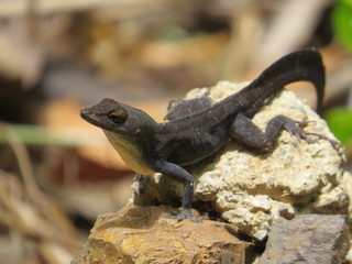 Lizard Cuba
