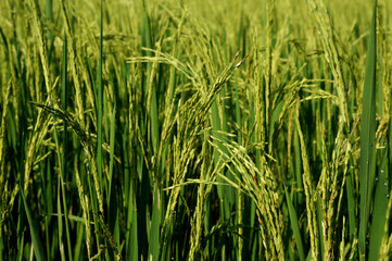 Close up of yellow green rice paddies with selective focus.     