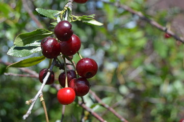 Fototapeta premium red cherries on a tree