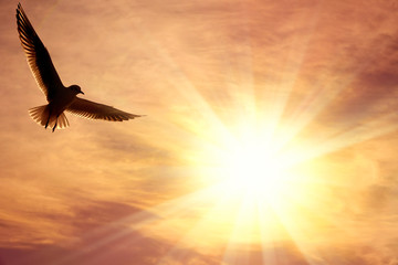 one flying seagull over cloudy sky with glowing sun