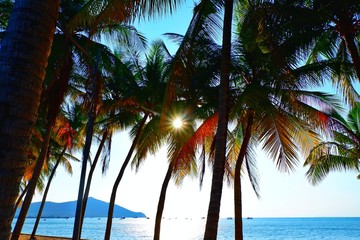 Fototapeta na wymiar Coconut trees by the beach in the evening are perfect for relaxing on holidays.