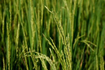 Fototapeta na wymiar Close up of yellow green rice paddies with selective focus. 