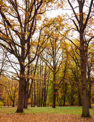 Fototapeta premium many large trees with yellow leaves in autumn, lawn at the bottom full of leaves, afternoon in the park; vintage effect