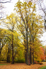 many large trees with yellow leaves in autumn, lawn at the bottom full of leaves, afternoon in the park; vintage effect