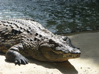 crocodile in the water