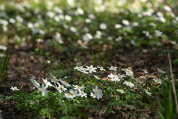 Wood anemone