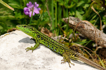 Iberian rock lizard / Iberische Gebirgseidechse (Iberolacerta monticola cantabrica), male /...