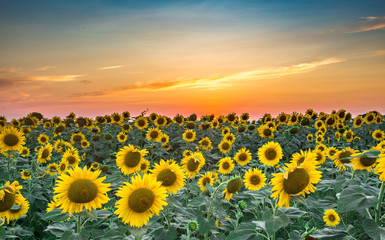 Sunflower natural background. Sunflower blooming. Close-up of sunflower.Beautiful view of sunflowers with stunning sunset in the background