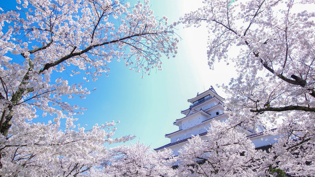 福島の絶景　鶴ヶ城の桜